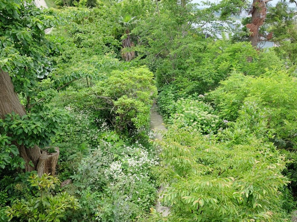 春〜夏はモリモリと。さっきの小道を2階から見下ろしたところ。