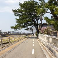 金沢市中央通町の賃貸物件/川沿いの公道にかかる指定保存樹のクロマツのアーチを通った先に本物件があります