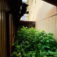 金沢市中央通町の売買物件/雑草が生い茂っていますが綺麗に整備すれば立派な坪庭になるかと思います。