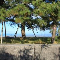 富山県射水市海老江練合字香海里の賃貸物件/松並木からのぞく海
