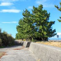 富山県射水市海老江練合字香海里の賃貸物件/松並木が歴史を感じる