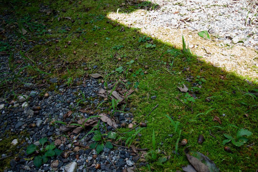 珠洲市若山町上山の売買物件/どんぐりがたくさん落ちていました