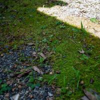 珠洲市若山町上山の売買物件/どんぐりがたくさん落ちていました