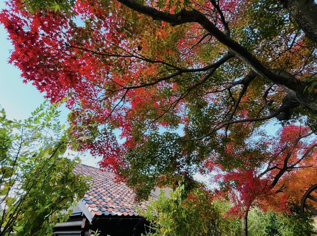 白山市八幡町の売買物件/紅葉の時期はこのような感じです。複数の色の屋根瓦もこだわりです