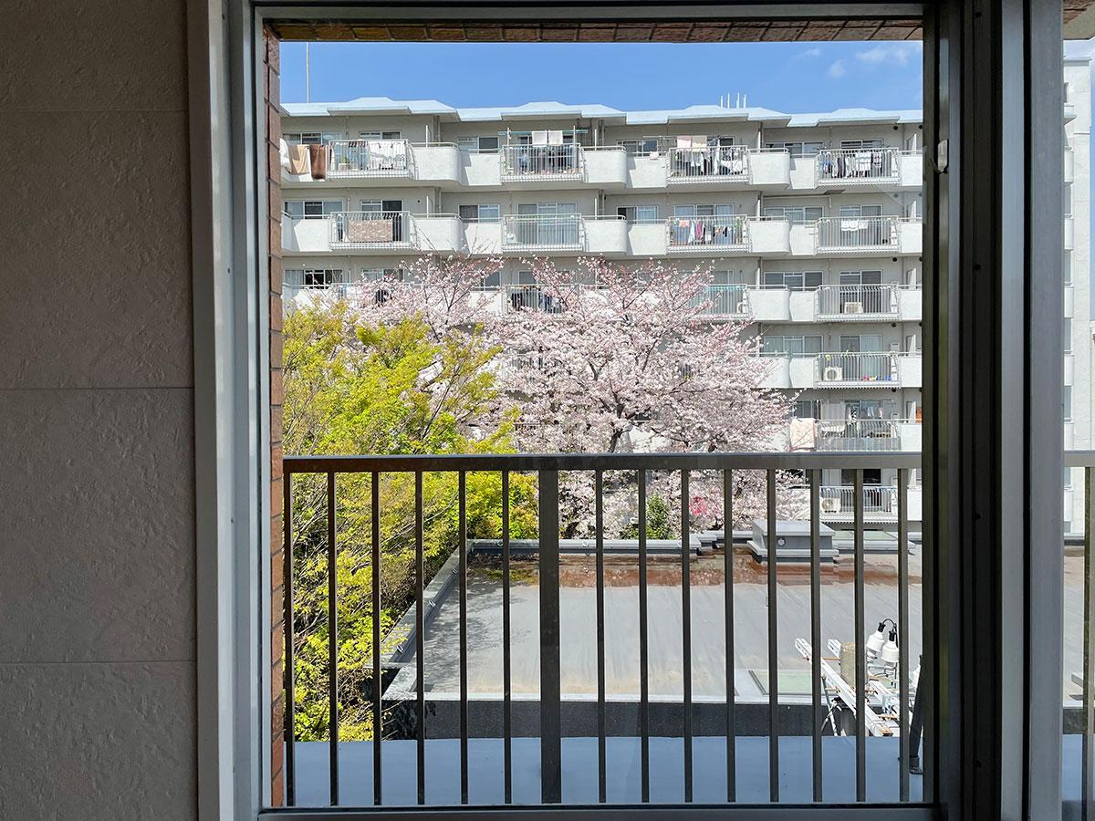 西側には桜が