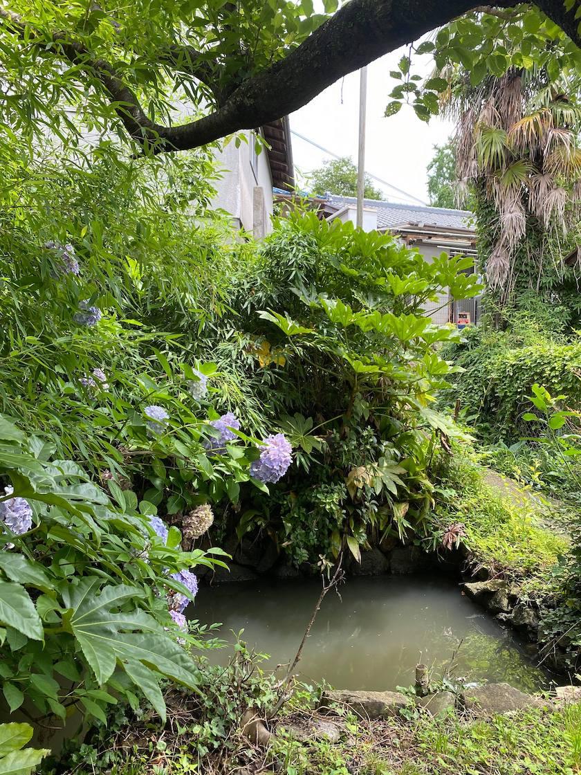西宮市名塩の賃貸物件/山水を貯める小さな池に紫陽花が咲く。こんな風景に見とれます。