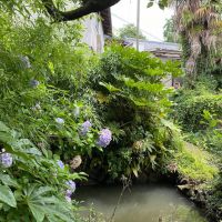 西宮市名塩の賃貸物件/山水を貯める小さな池に紫陽花が咲く。こんな風景に見とれます。