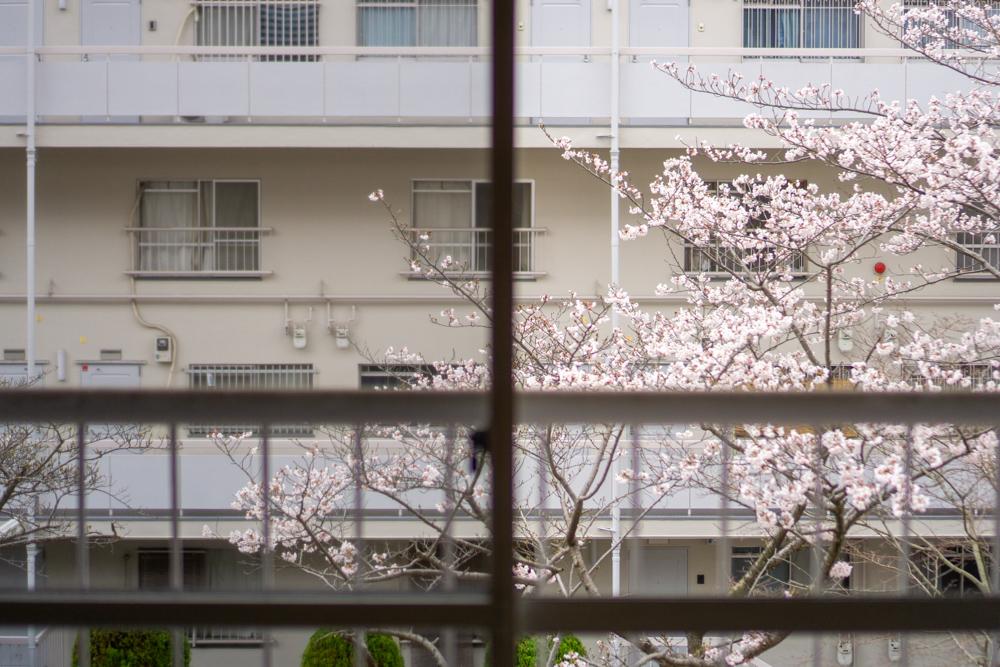 家にいながらお花見できちゃう