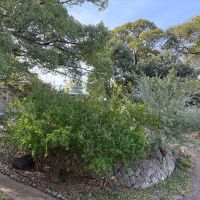 姫路市岩端町の賃貸物件/280号室のバルコニーから里山の庭を眺める