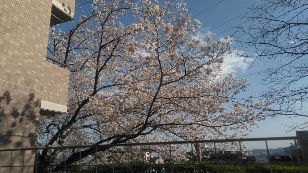 宝塚市すみれガ丘の売買物件/春には部屋にいながらお花見ができます