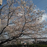 宝塚市すみれガ丘の売買物件/春には部屋にいながらお花見ができます
