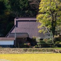 丹波篠山市市野々の賃貸物件/御神木のような立派なシンボルツリーが見守る佇まい