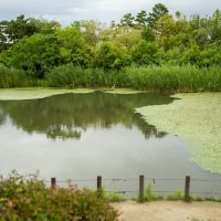 西宮市樋之池町の売買物件/樋之池公園にはその名の通り池があったり、市民プールやテニスコートも