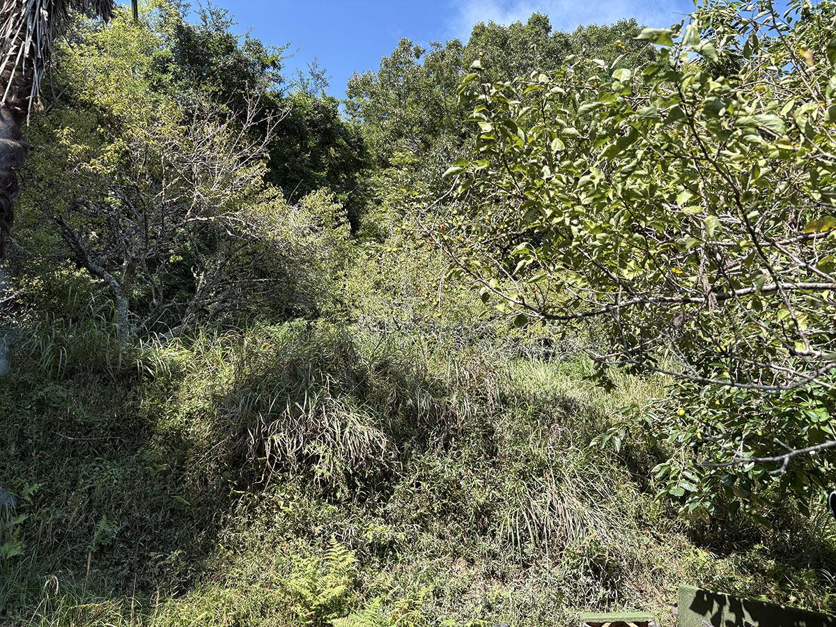 佐用郡佐用町乃井野の売買物件/梅林