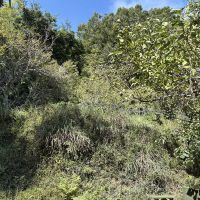 佐用郡佐用町乃井野の売買物件/梅林