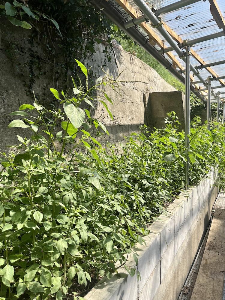 神戸市兵庫区山王町の賃貸物件/玄関先の小さな花壇。程よく朝日が差し込んでいました！