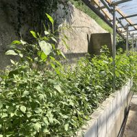 神戸市兵庫区山王町の賃貸物件/玄関先の小さな花壇。程よく朝日が差し込んでいました！