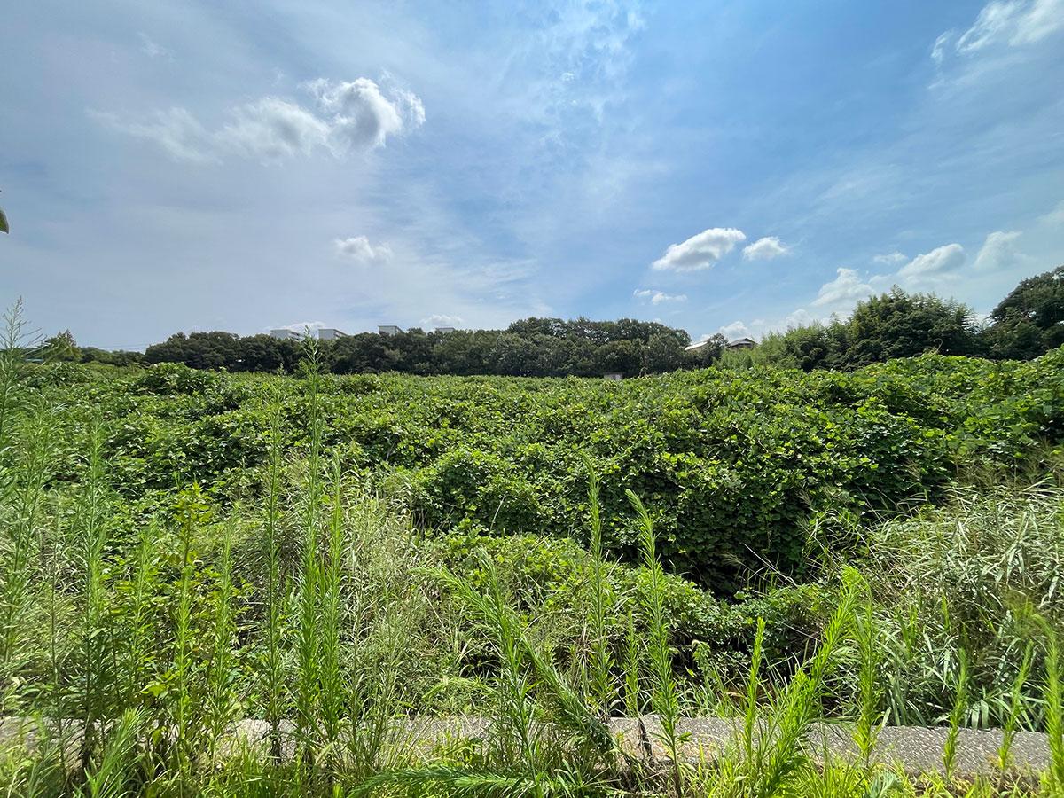 神戸市西区押部谷町福住の売買物件/物件前ビュー。ネイチャー感あります。