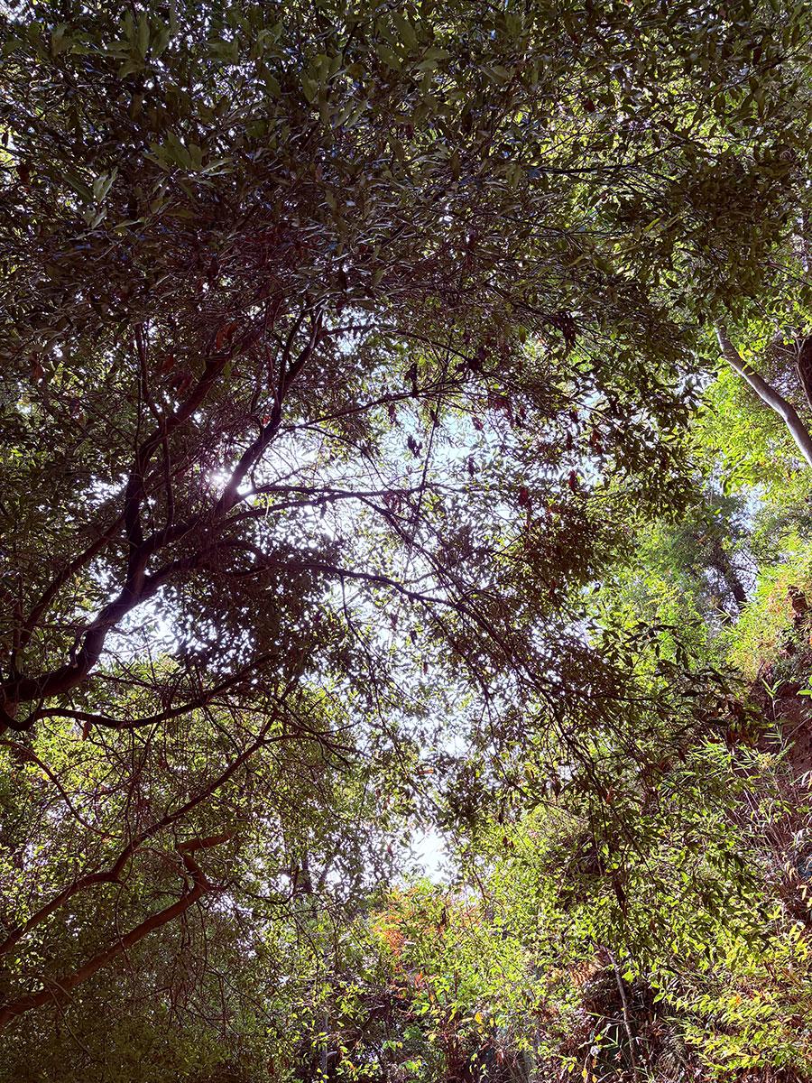 神戸市長田区高取山町の売買物件/木々に包まれる暮らし
