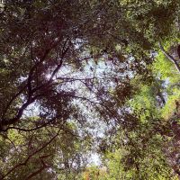 神戸市長田区高取山町の売買物件/木々に包まれる暮らし