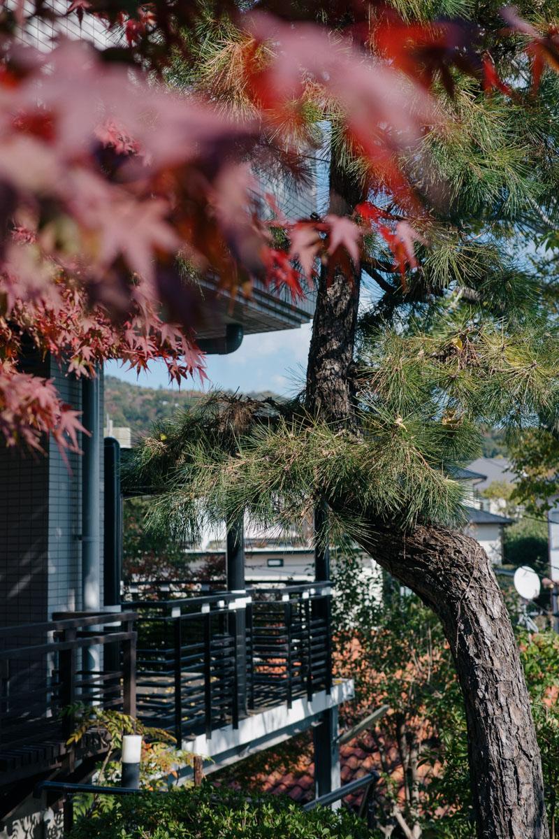 神戸市東灘区住吉山手の売買物件/この日は紅葉が綺麗でした