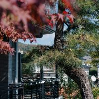 神戸市東灘区住吉山手の売買物件/この日は紅葉が綺麗でした