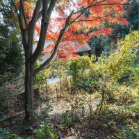 神戸市北区鈴蘭台西町の売買物件/斜面地を下りると畑のできるスペース