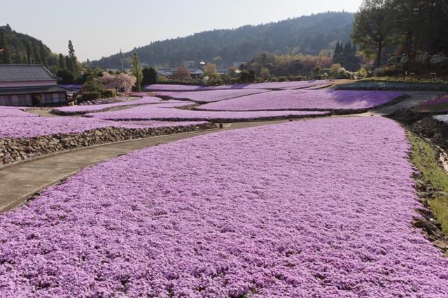 三田市母子の売買物件/「花のじゅうたん」へは車で5分
