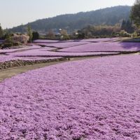 三田市母子の売買物件/「花のじゅうたん」へは車で5分