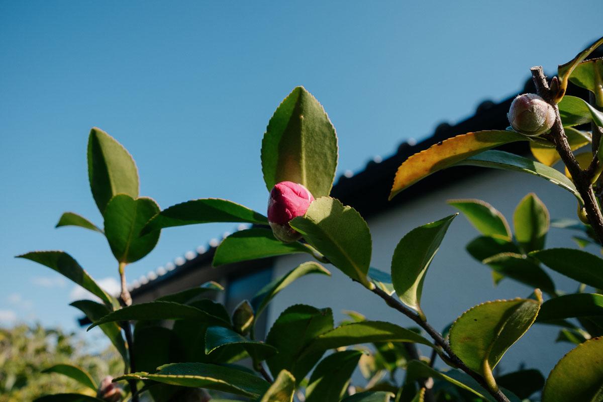 神戸市東灘区渦森台の売買物件/庭のサザンカの蕾。この辺りでは椿と同じ時期に咲くみたい
