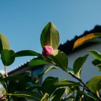 神戸市東灘区渦森台の売買物件/庭のサザンカの蕾。この辺りでは椿と同じ時期に咲くみたい