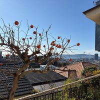 神戸市垂水区美山台の売買物件/柿の木