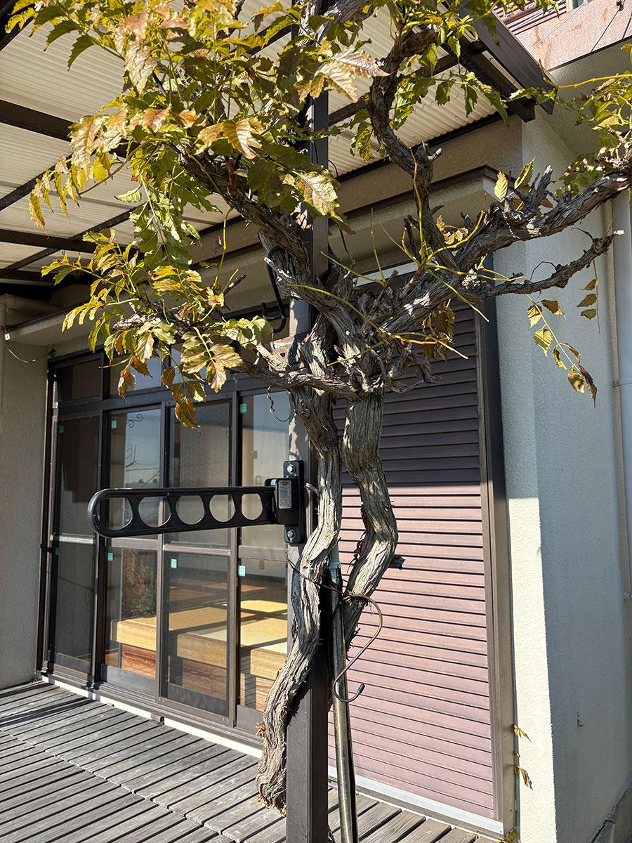 神戸市垂水区美山台の売買物件/凌霄花（ノウゼンカズラ）の木。夏にはオレンジの花が咲きます。