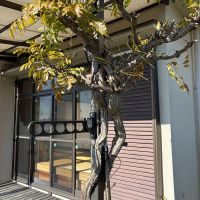 神戸市垂水区美山台の売買物件/凌霄花（ノウゼンカズラ）の木。夏にはオレンジの花が咲きます。