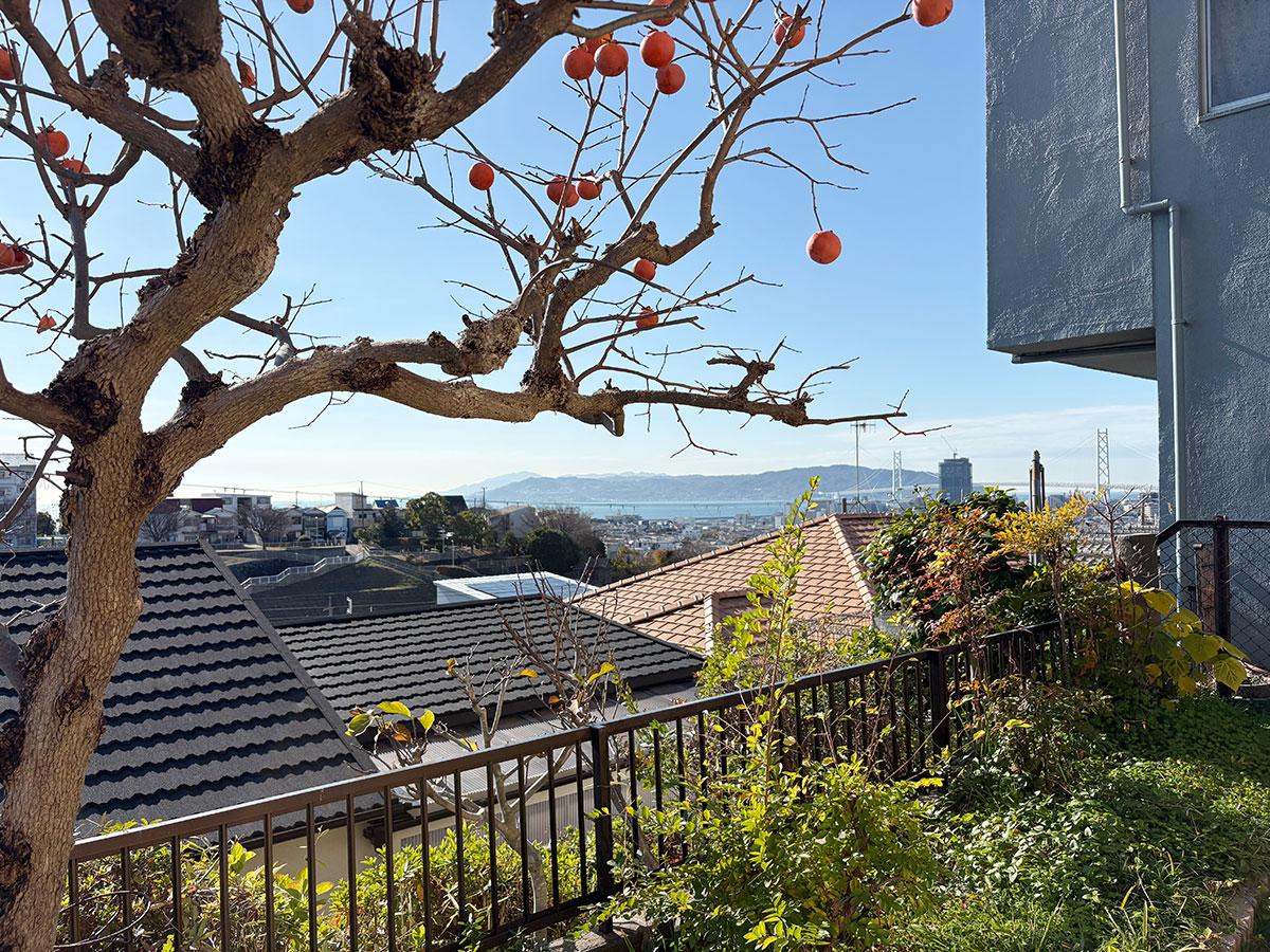 神戸市垂水区美山台の売買物件/柿の木と淡路島