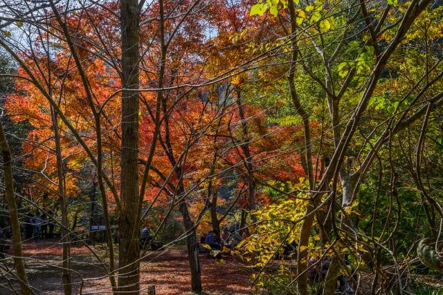 西宮市清瀬台の売買物件/廃線ハイクのゴールは武田尾。紅葉のころがおすすめ