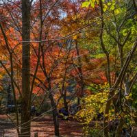 西宮市清瀬台の売買物件/廃線ハイクのゴールは武田尾。紅葉のころがおすすめ