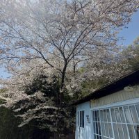 神戸市須磨区上細沢町の売買物件/オーナーから頂いた満開時の桜の様子。