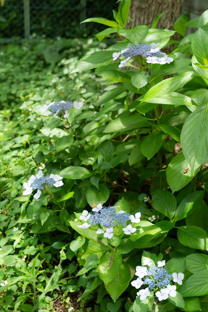 神戸市東灘区岡本の賃貸物件/梅雨には2種類のアジサイが咲きます