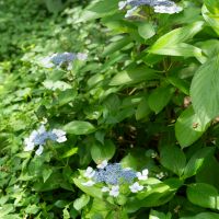 神戸市東灘区岡本の賃貸物件/梅雨には2種類のアジサイが咲きます