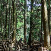 神戸市東灘区岡本の賃貸物件/少し登ると山神社。いい雰囲気の登山道です。