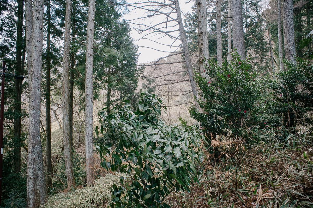 神戸市灘区六甲山町西谷山の売買物件/自然はいつも予想の上！