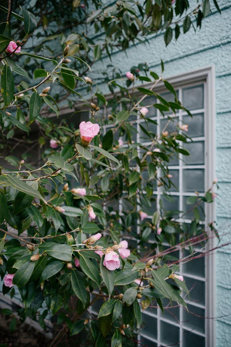 神戸市北区道場町生野の売買物件/今は椿の時期