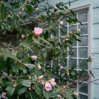 神戸市北区道場町生野の売買物件/今は椿の時期