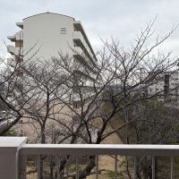 神戸市垂水区神陵台の売買物件/バルコニーでお花見一択
