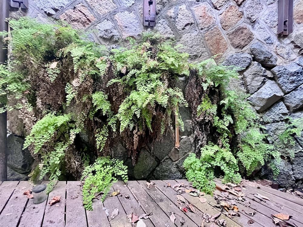 神戸市兵庫区熊野町の売買物件/ウッドデッキと擁壁に生えるシダ植物の美