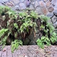 神戸市兵庫区熊野町の売買物件/ウッドデッキと擁壁に生えるシダ植物の美