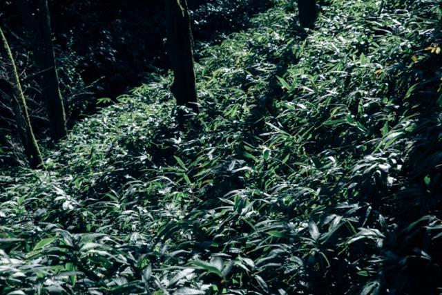 神戸市灘区六甲山町の売買物件/散策するのも楽しい