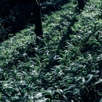 神戸市灘区六甲山町の売買物件/散策するのも楽しい