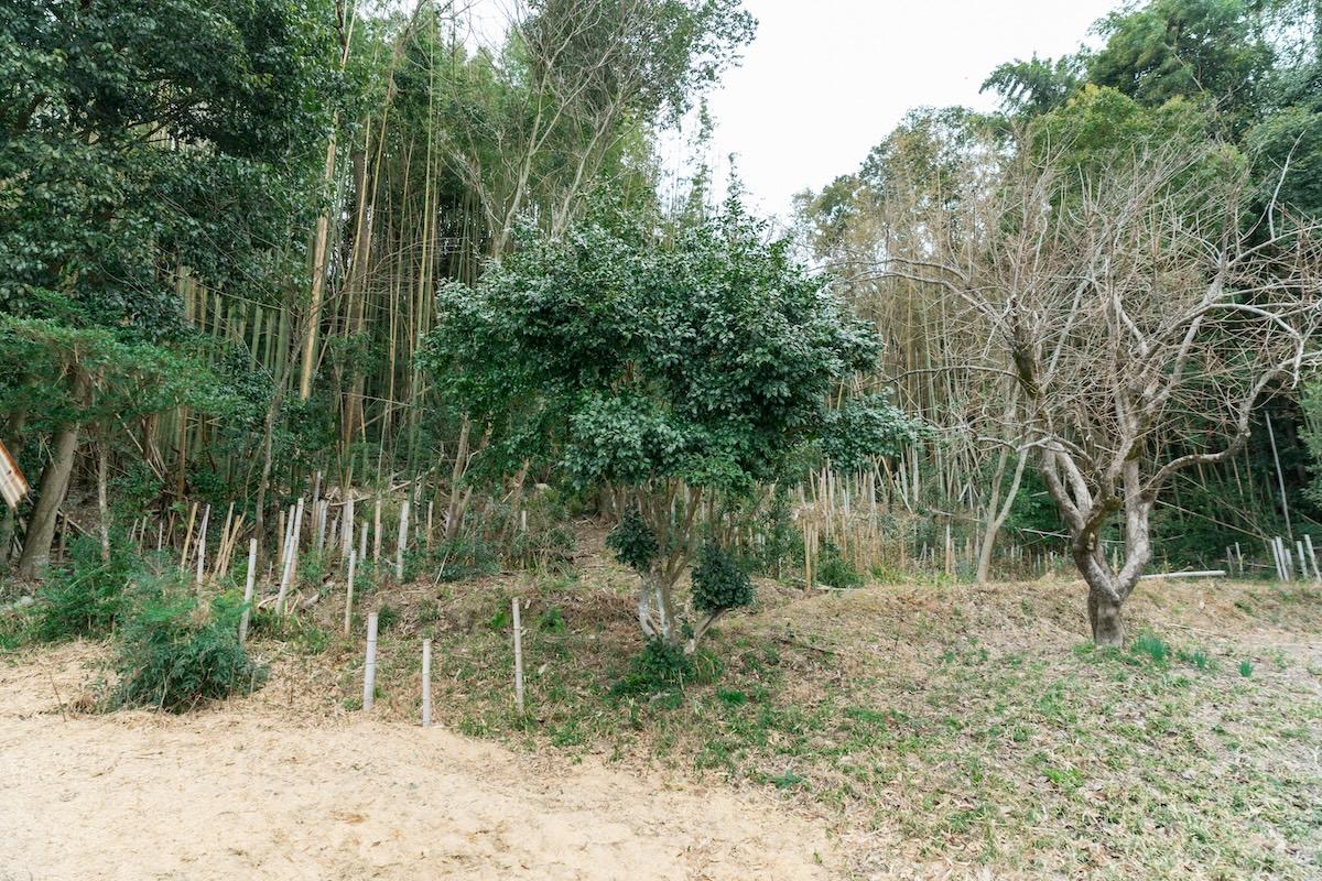 神戸市北区淡河町勝雄の売買物件/裏の山林もついてきます